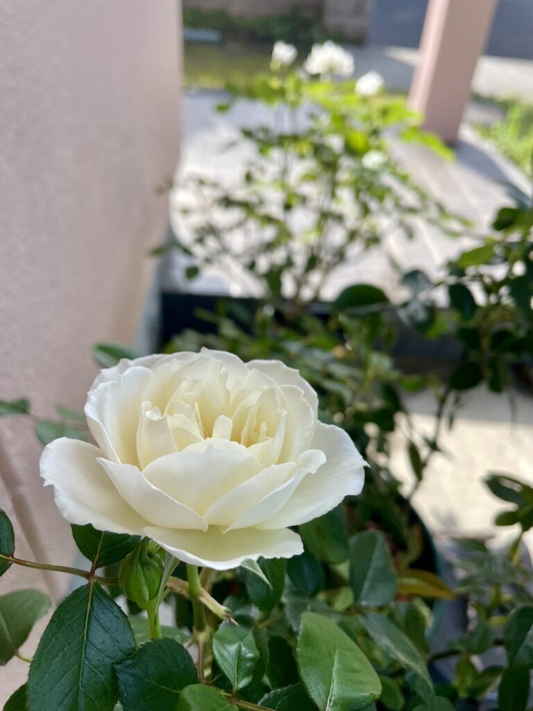 サロン
