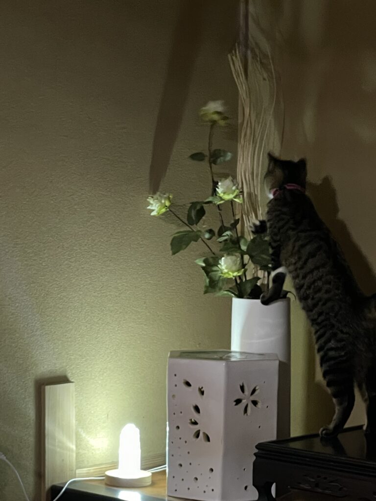 サロン